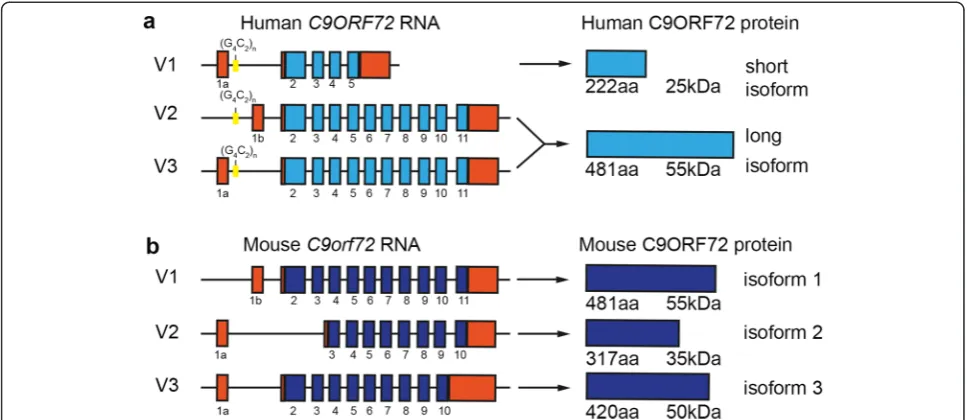 Fig. 1 Schematic overview of human and mouse C9ORF72 transcripts and encoded proteins