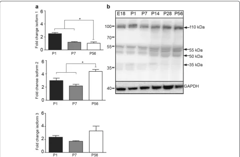 Fig. 3 Expression of C9ORF72 isoforms over development. a Relative expression of C9orf72 isoforms 1, 2 and 3 mRNA in combined cerebralcortex and hippocampus of C57Bl/6 mice