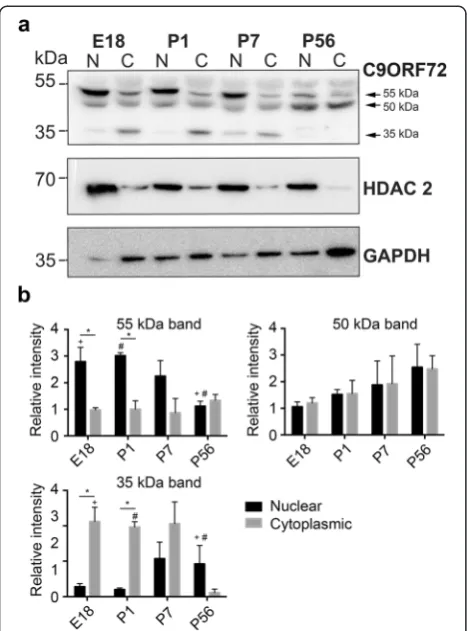 Fig. 4 Expression of C9ORF72 in nuclear and cytoplasmic proteinincreased within cytoplasmic fractions compared to nuclear fractionsand specifically at E18 compared to P56 (vs