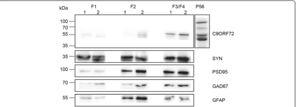 Fig. 5 Expression of C9ORF72 in synaptosome preparations from mouse brains. Figure shows representative western blots with results from 2animals for each marker (indicated by 1 and 2 on figure)