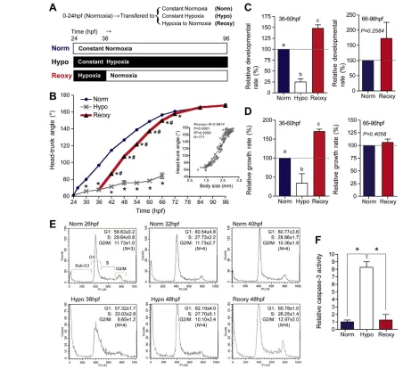 Fig. 1. Hypoxia followed by re-oxygenation accelerates growth and temporal development