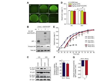 Fig. 3. Temporally controlled blockade of Ihpf and HTA was determined at 48 hpf. Data are mean + s.e.m., HS(+) groups
