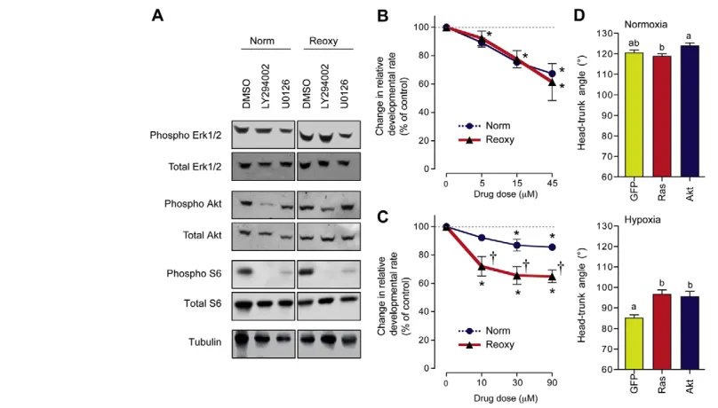 Fig. 5. Distinct roles for the PI3K-Akt and Mek1/2-Erk1/2 signaling pathways in normal and catch-up growth