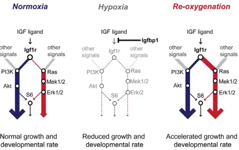 Fig. 6. Model of how IGF signaling coordinates embryonicgrowth and developmental timing in response to changingoxygen levels