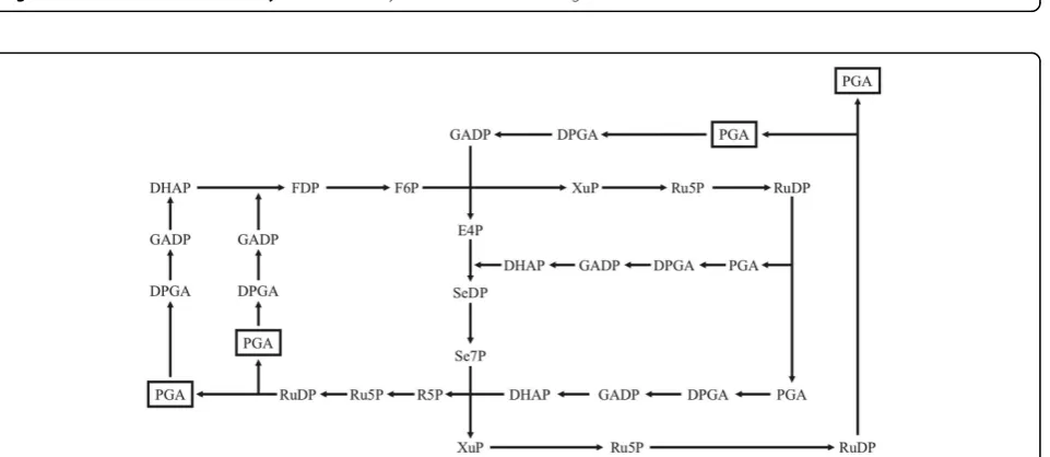 Figure 5 The reductive citric acid cycle. Note the asymmetric branches leading to the two molecules of oxaloacetate.