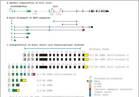 Figure 1 Splicing pattern of the transcriptional isoforms of Dlc1 generepresent exons of the Dlc1 gene; green rectangles represent exons of the unknown gene (A730069N07Rik)