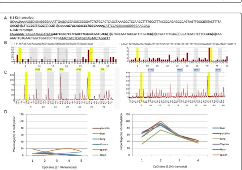 Figure 4 Dlc1 protein expression in different mouse tissues. Western blots of total cellular protein extracted from different mouse tissuesusing Dlc1 polyclonal antibody