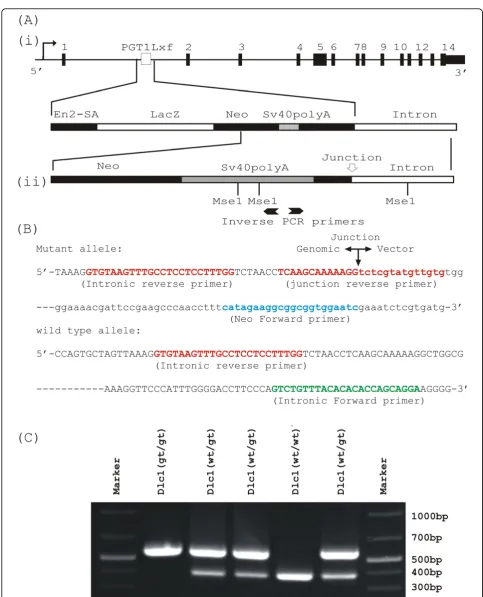 Figure 6 Genotyping of the Dlc1 gene trapped mouse. (A)-(i) Diagrammatic representation of the Dlc1 locus showing the insertion site ofthe gene trap vector pGT1Lxf; (ii) the gene map of the integrated vector