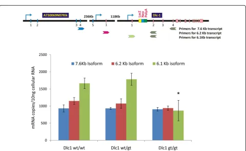 Figure 7 Multiplex reverse transcriptase polymerase chain reaction (RT-PCR) showing the effect of gene trap insertion on the variousDlc1 isoforms