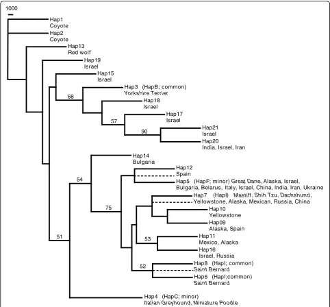 Figure 5 Insulin-like growth factor 1 (IGF1) Intron 2 neighbour-joining tree from 4811 bp of phased sequence