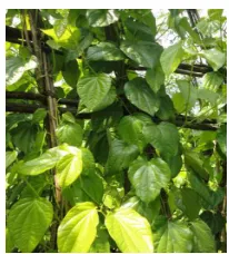 Figure 1: Front And Back View Of Betelvine Leaves  