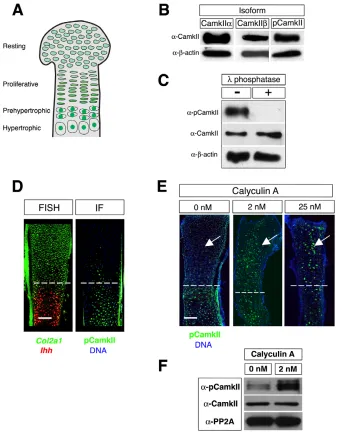 Fig. 1. CamkII is activated in the