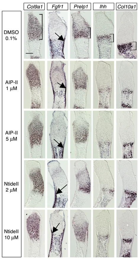 Fig. 3. CamkII activity is required for prehypertrophic and