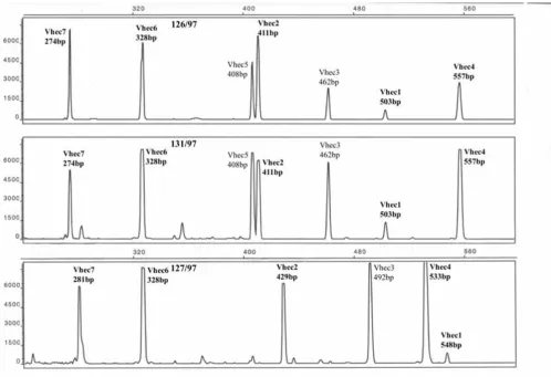 Figure 1O157 MLVA Fragment patterns generated from seven VNTR loci showing two identical and one different profileone different profile
