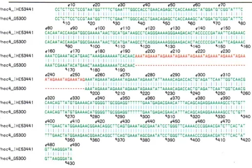 Figure 2Sequence alignment of the Vhec4 VNTR loci from isolates G5300 and IHE5344Sequence alignment of the Vhec4 VNTR loci from isolates G5300 and IHE5344