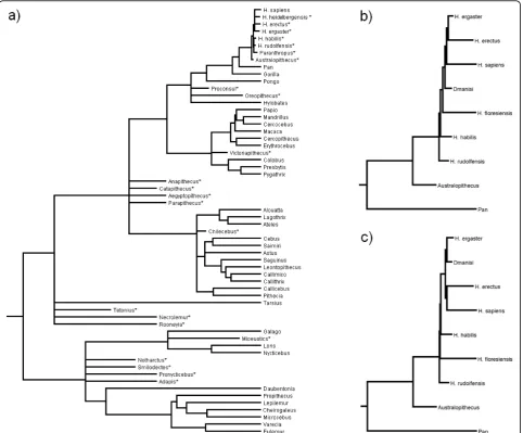 Figure 1 Phylogeny of primates with extinct primates. a) Phylogeny used for main reconstruction analysis