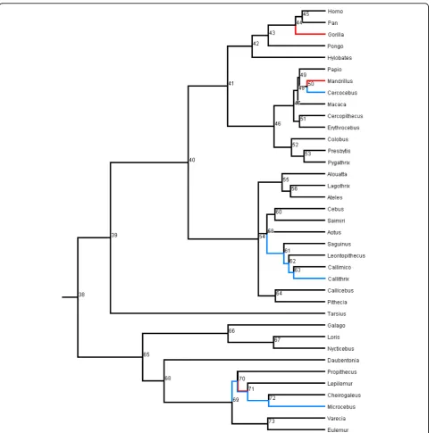 Figure 2 Phylogeny of extant primate genera. Branches are drawn proportional to time. This figure was prepared in Mesquite [110].