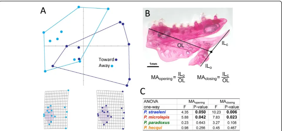 Figure 3 Perissodus species exhibit sided differences in craniofacial shape. (A) Perissodus straeleni shows marked differences in the entiregeometry of the skull associated with a general lengthening of the preorbital region (shaded region of the grids) of