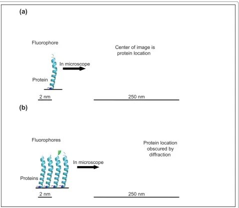 Figure 1. The images of fluorophores observed with a microscope are blurred by the wave-like properties of light