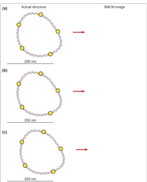Figure 3. Higher labeling densities increase the amount of detail observed in SMLM imaging