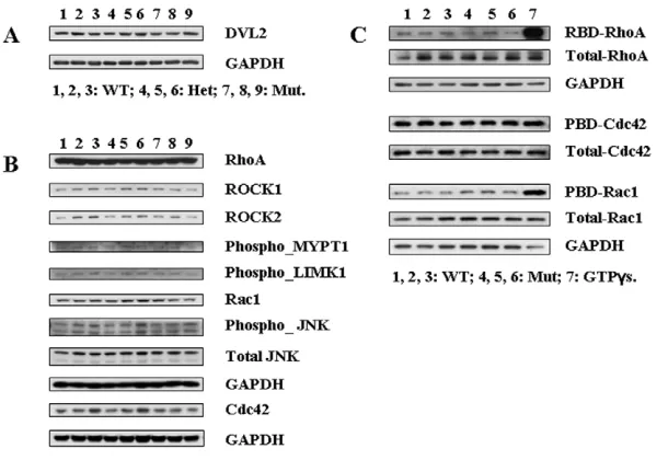 Fig. 7. Daam1 does not regulate the actin