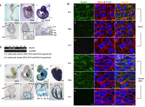 Fig. 2. The Daam1 the neural tube (E12.5) on cryosections using a C-terminus-specific antibody