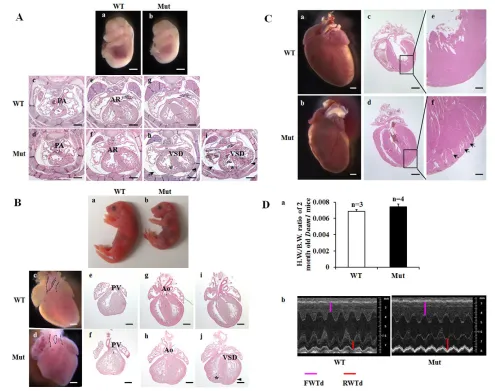 Fig. 3. Characterization of cardiac phenotypes and function of Daam1left ventricle (LV) wall of mutant heart compared with the LV wall of wild-type heart