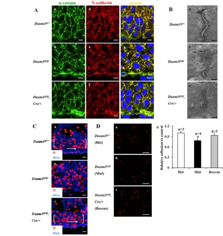 Fig. 6. Perturbation of adhesion junctions in Daam1junctions in E12.5 Daam1stained by positioned nicely alongside of the plasma membrane, as seen with adherens junctions in wild-type (a) and gt/gt cardiomyocytes