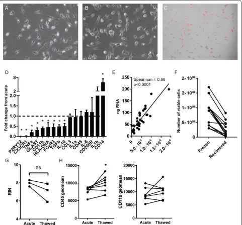 Fig. 5 Culture and cryogenic storage of human primary microglia.before and after cryogenic storage shows that CD45, but not CD11b expression is increased due to freezing (Wilcoxon matched-pairs test)