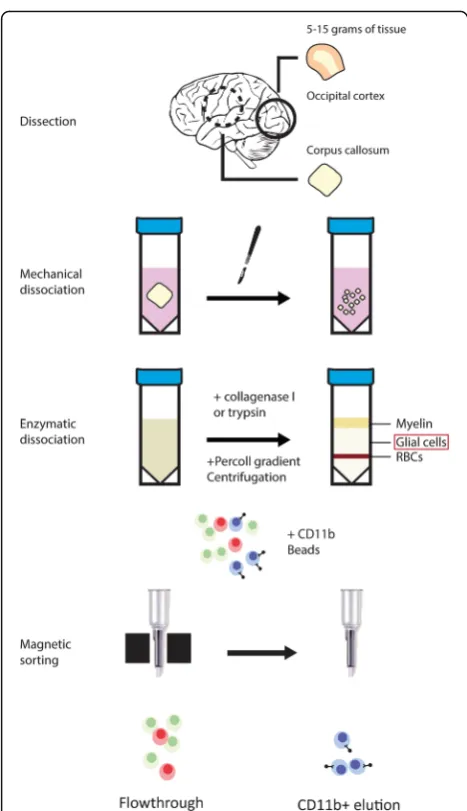 Fig. 1 Microglia isolation method at a glance Depicted are the twosimilar methods through which microglia were isolated from post-mortem brain tissue