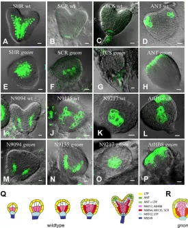 Fig. 1. Changes in marker expression observed in thegnomglobular (G) and heart (C) stage)