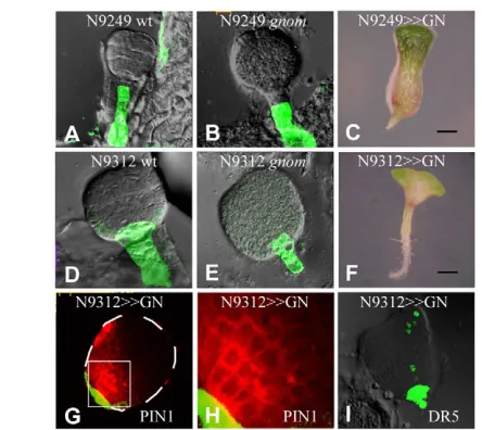 Fig. 3. Rescue analysis of gnomstaining (red) in carrying a GFP reporter. (H)in G. Strong polar PIN1 localization above the GNOM expression zone.( mutants expressing GNOM froma basal promoter