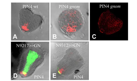 Fig. 4. Reconstitution of basal PIN4N9217>>GNOM expression in N9217>>GNOMand N9312>>GNOM gnom embryos