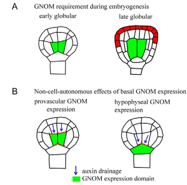 Fig. 6. Cell-autonomous and non-cell-autonomous GNOMfunction during embryogenesis. non-(A)Summary of GNOMrequirement during embryogenesis