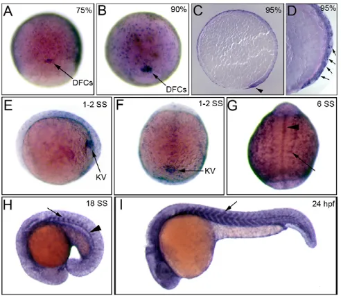Fig. 2. rock2bSSs, expressed in somites (arrows) and midline structures including theDFCs (arrows) and the enveloping layer at 75% (A), 90% epiboly (B).(embryo RNA in situ hybridization staining shows  is expressed in the DFC/KV cell lineage