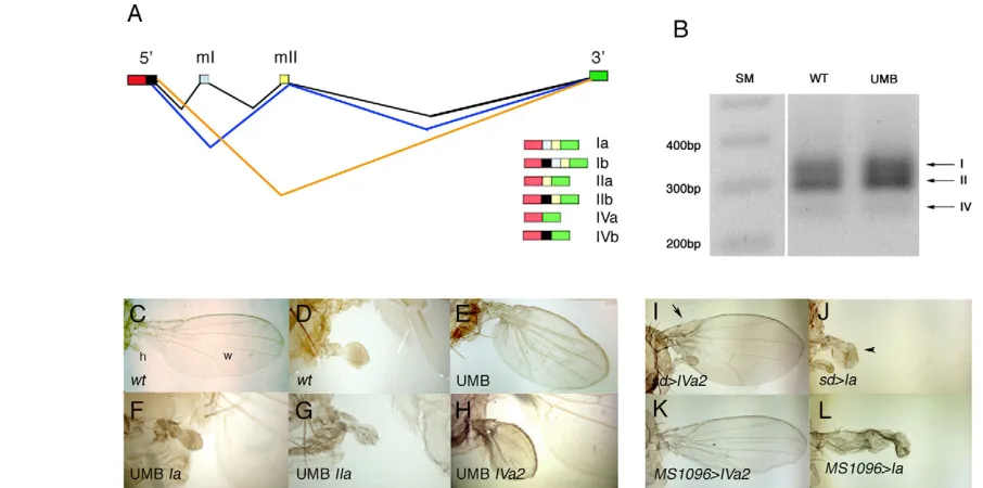 Fig. 1. Ubxarrow in I indicates the absence of costal bristles) and the strong effects when expressing the Ia protein (arrowhead in J indicates the wing(E, UMB), that partially transforms halteres into wings (compared with the wild-type haltere in D), by t