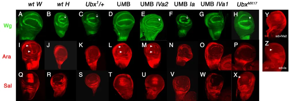 Fig. 4. Expression of UbxUbxIVa2/+; UMB (E,M,U), UAS-UbxIa/ targets in the wild type and in different isoform-specific mutant backgrounds