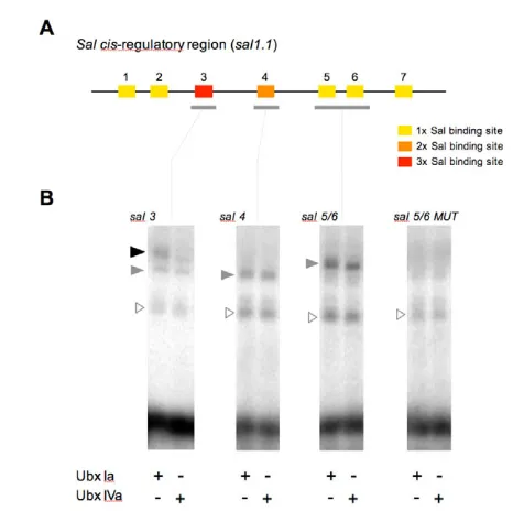 Fig. 6. DNA binding of UbxIa and UbxIVa isoforms to elementswithin the element). We also detect a series of nonspecific products also present incontrol reactions lacking Ubx proteins (empty triangles)