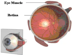 Figure 1. A general View of Retinal 