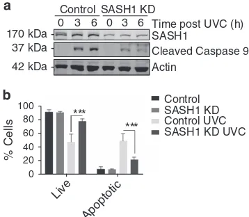 Figure 1SASH1-depleted cells are resistant to apoptosis. (caspase-9 andSASH1-depleted cells, indicating a reduced apoptotic response to UVC