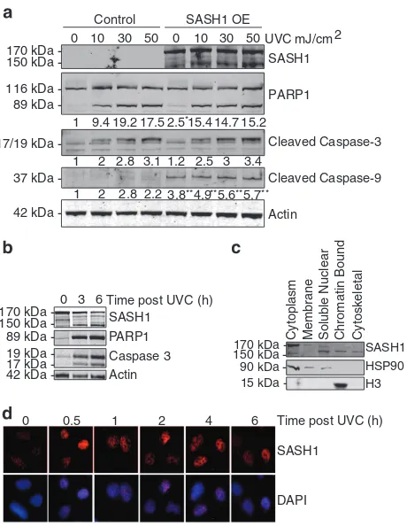 Figure 2SASH1 overexpression induces apoptosis. (cleaved caspase-3 and cleaved caspase-9 levels indicated below blots wasperformedwith ImageJ (University of Wisconsin, Madison, USA)