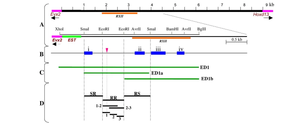 Fig. 1. The Evx2indicate the conserved region, RXII, identified in earlier studies. The coding region and EST are shown as pink and green lines, respectively
