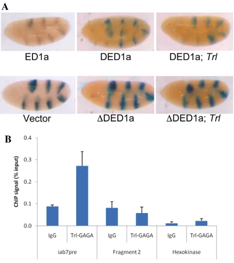 Fig. 8. Boundary activity of the Evx2-Hoxd13 region in humancells. The human erythroleukemic cell line K562 was stably transfectedwith different constructs that included empty vector and constructscarrying -globin boundary, ED1, ED1a and DED1a fragments