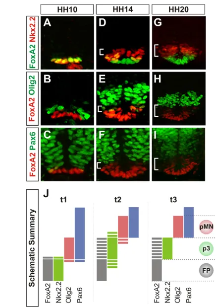Fig. 1. Temporal expression profile of Nkx2.2 in the ventralneural tube. (not to scale)