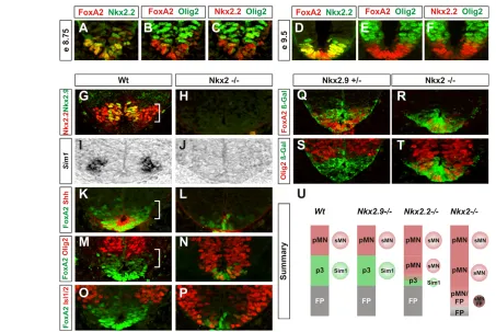 Fig. 2. Loss of V3 neurons and FP cells, and corresponding gain of motoneurons in Nkx2.2;Nkx2.9expressed in more ventral Olig2 compound mutant mice.(A-F)Temporal expression analysis at embryonic day (E)8.75 (A-C) and E9.5 (D-F) showing the temporal genera