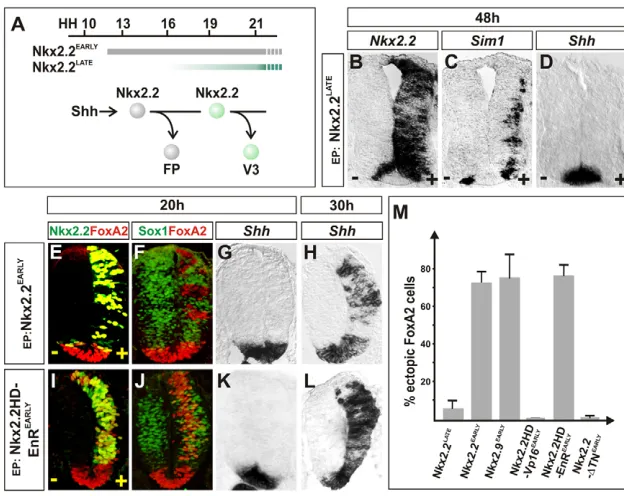 Fig. 3. Sequential induction of FP cells and V3