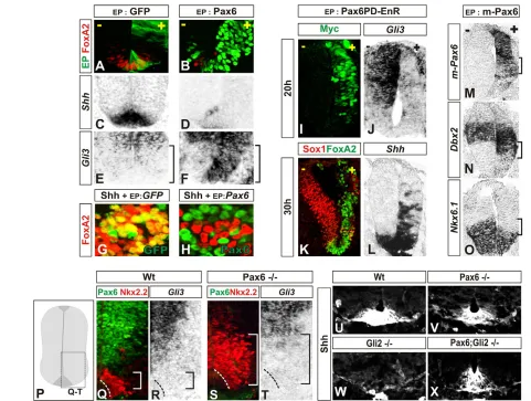 Fig. 6. Pax6 stabilizes the Gli repressor gradient and suppresses FP differentiation. (and cultured in the presence of 4 nM Shh
