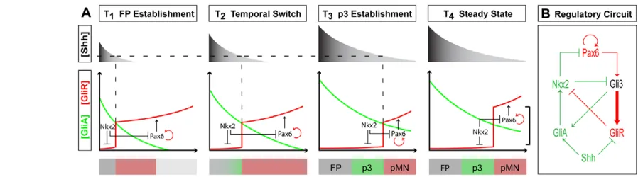 Fig. 7. A non-graded model of Shh morphogen interpretation. (induction as Nkx2.2 expression continues to expand dorsally