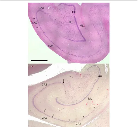 Fig. 1 Coronal sections through the hippocampus of a Yucatan Minipigs,horn) with arrows that indicate their boundaries