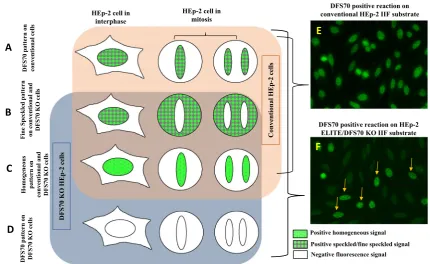 Fig. 5 A schematic represents the design of the novel HEp-2 ELITE/homogeneous and speckled) on both interphase and mitotic HEp-2nuclei in conventional and DFS70 KO cells is described.DFS70 KO substrate